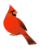 Cardinal Vector - Download 58 Vectors (Page 1)