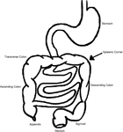 Spinal Cord - Neurogenic bowel management after spinal cord injury ...
