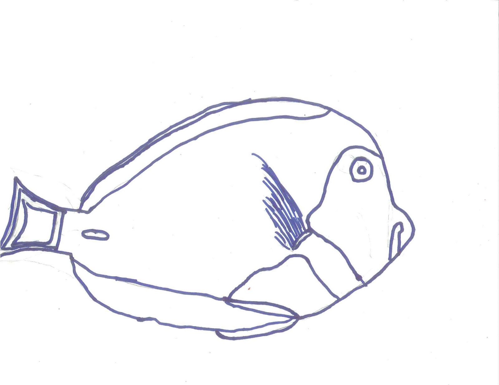 Fish Line Drawings | 6th Grade Art