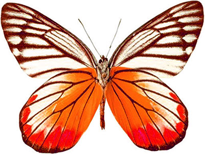 Free Animated Butterfly Clipart - Butterfly Gifs - Graphics