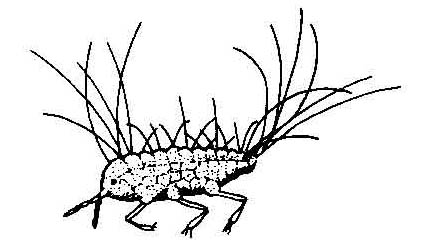 cute-cochineal-bug.jpg