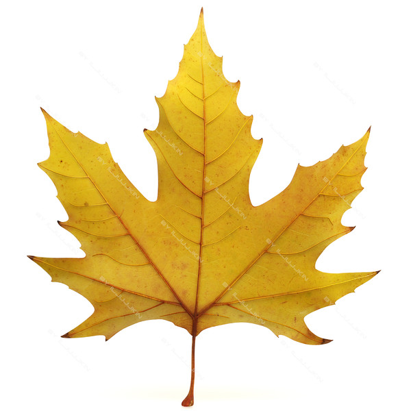 leaves maple leaf 3d model