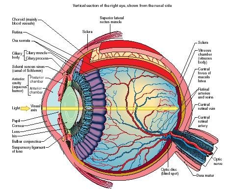 Human Eye Diagram | Anatomy, Human ...