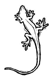 Lizard Drawings - ClipArt Best