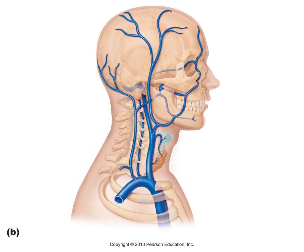 Human Anatomy and Physiology II