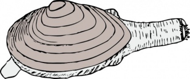 Clam clip art | Download free Vector