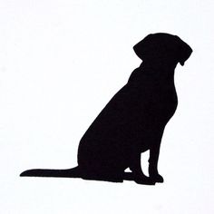 English lab, Labradors and Tatoo