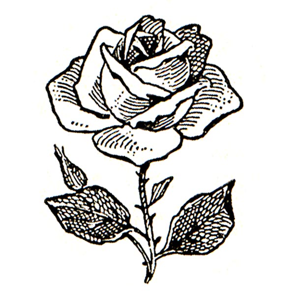 Black And White Rose Clip Art - Tumundografico