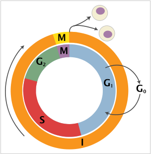 Cell Division Chapter Exam - Free CLEP Practice Test