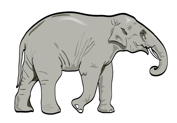 Vector Elephant - Animal