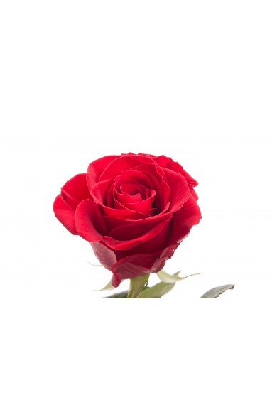 Valentine's Day Long Stemmed Red Roses | Flower Muse