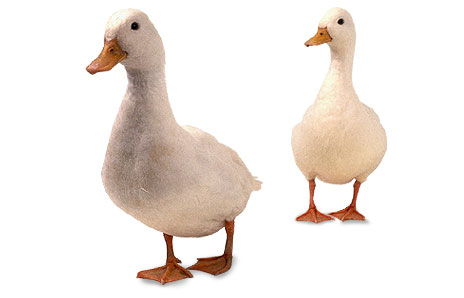 Geese - Free Clip Art - DK Books