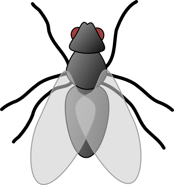 Fly Bug Insect Clip Art - vector clip art online ...