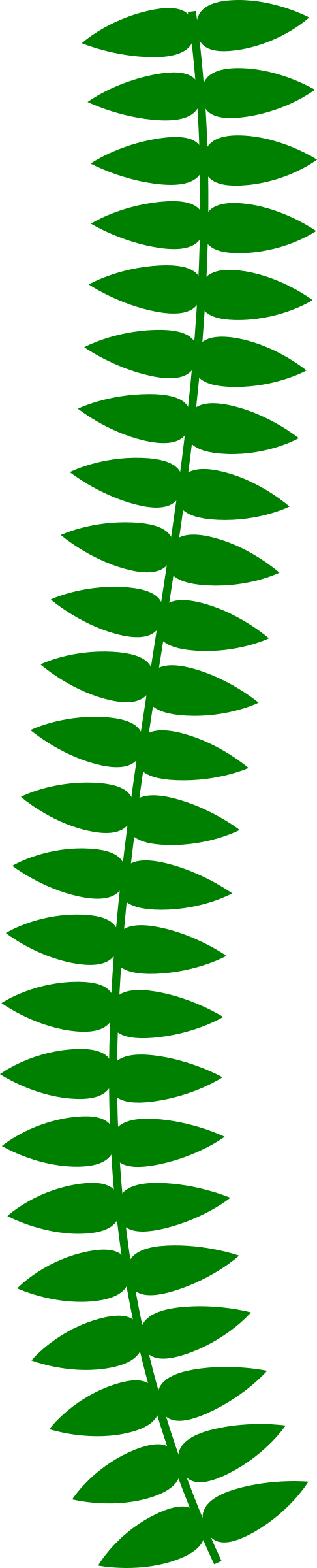Clipart - Long Thin Vine