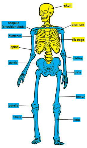 Structures, Functions, and Interactions of Human and Other Animal ...