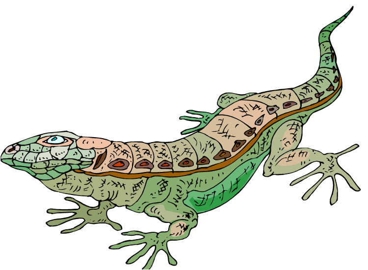 Best Lizard Clipart #8191 - Clipartion.com