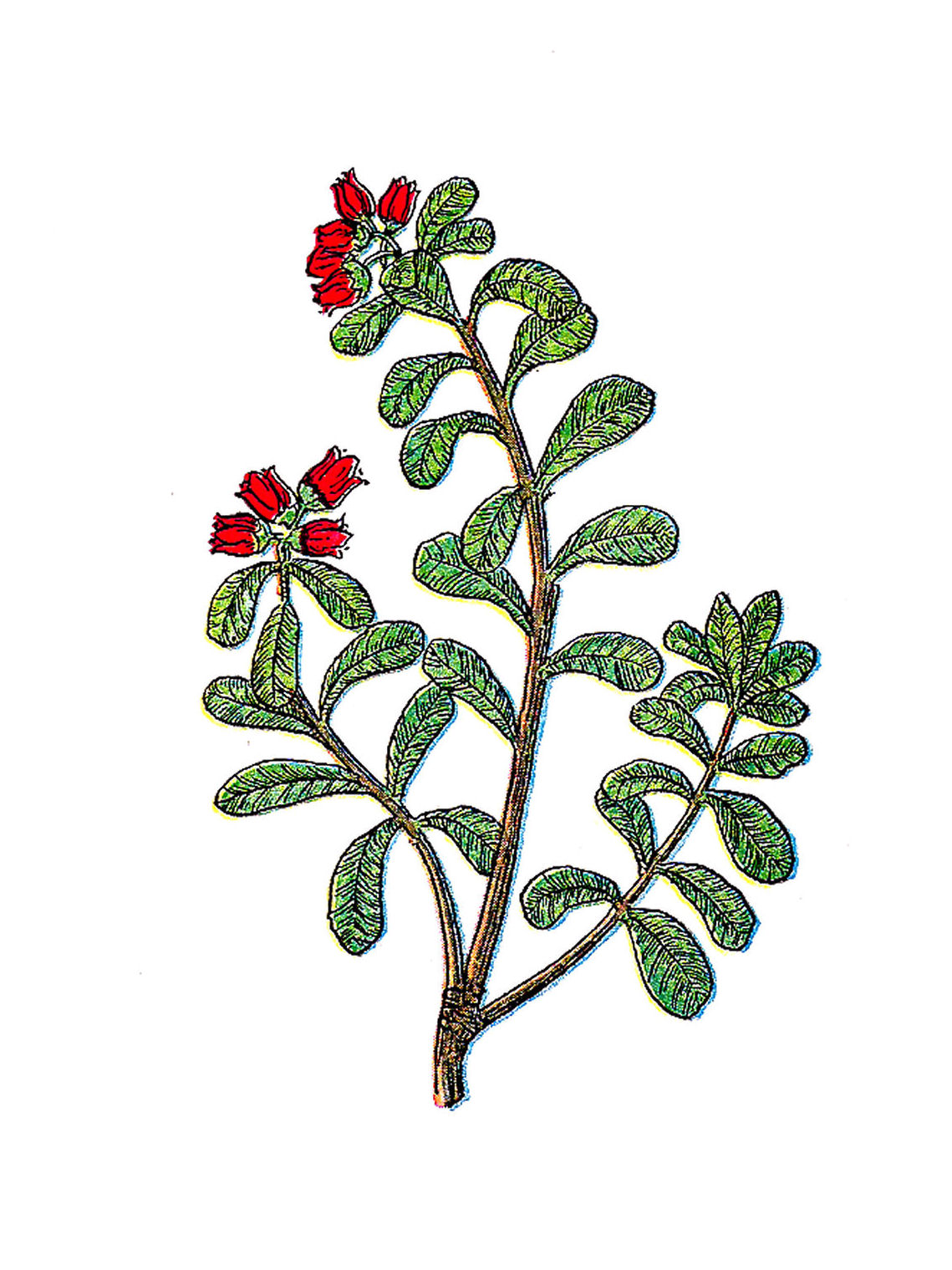 Antique Images: Free Flower Clip Art: Vintage Herb Graphic of ...