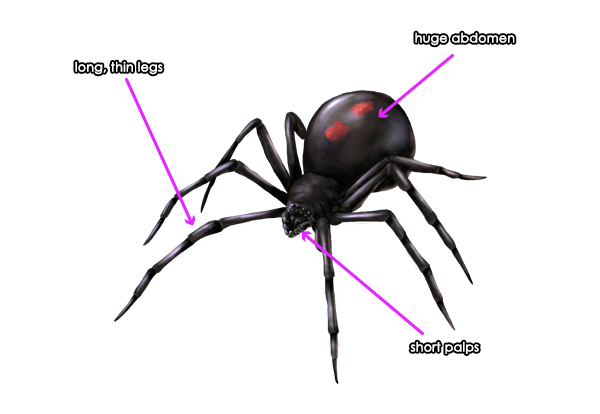 How to Draw Animals: Spiders, Popular Species, Anatomy and Movement