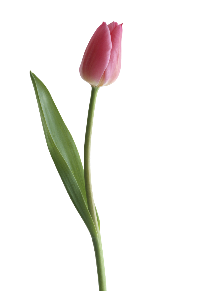 Tulip PNG Transparent Images | PNG All