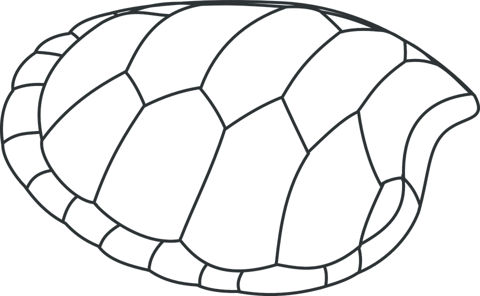 Turtle Shell Peeling | TurtleHolic