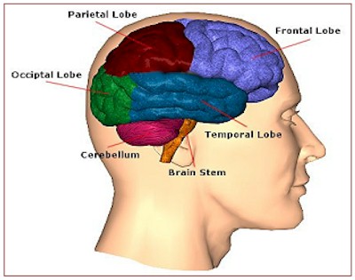 Diagram Of Brain : wiring diagram for 1985 ford f350
