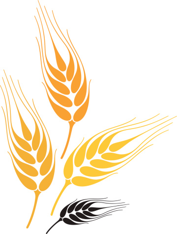 Barley Clip Art, Vector Images & Illustrations