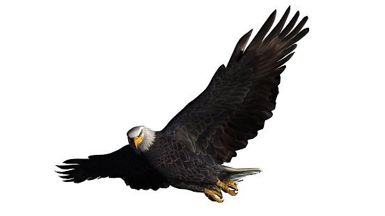 Soaring Eagles Silhouette Pictures, Images and Stock Photos