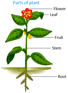 How Plants Grow and Change? | Big Plants | Leaves Prepare Food for ...