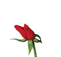 flower_11_animated.gif