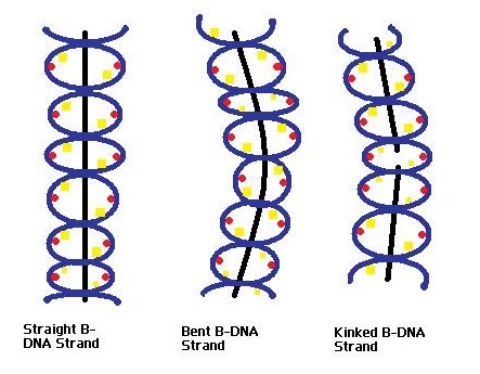 Principles of Biochemistry/Proteins-DNA Specificity - Wikibooks ...