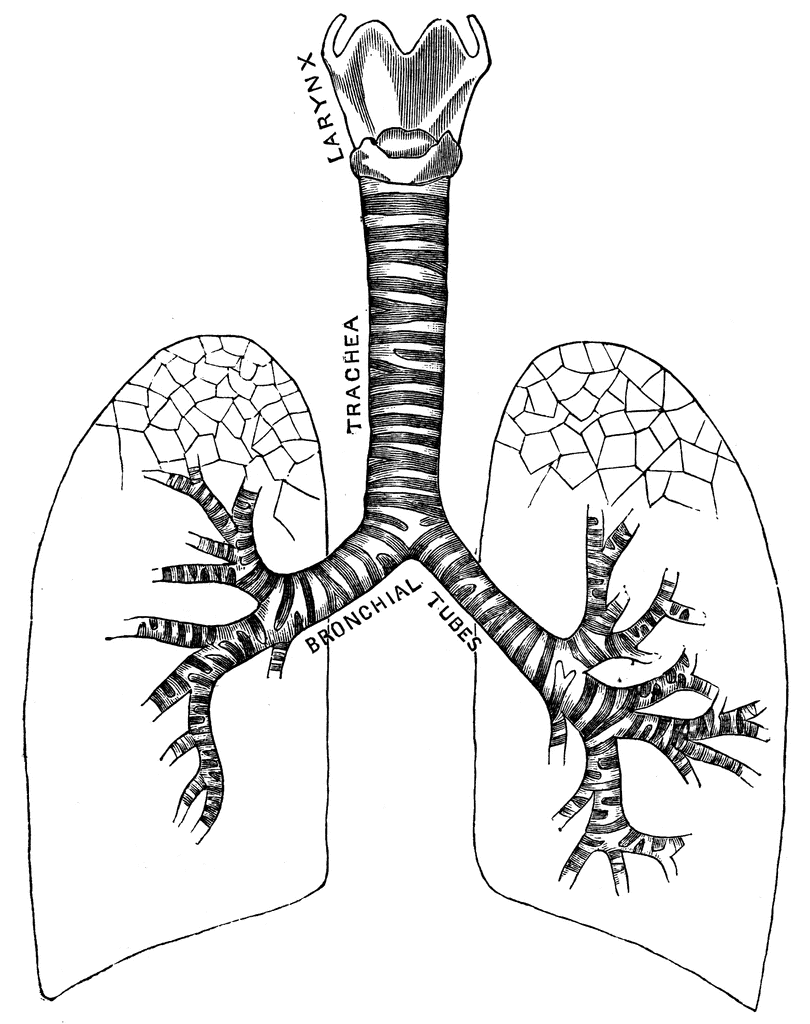 respiratory
