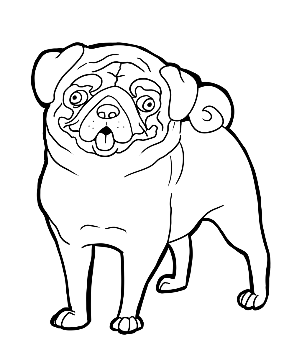 Pug Coloring Page Co