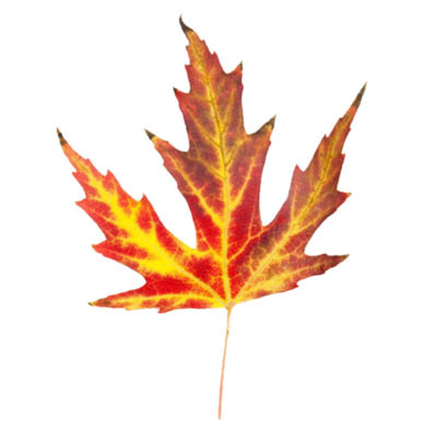 Fall Leaves Clip Art