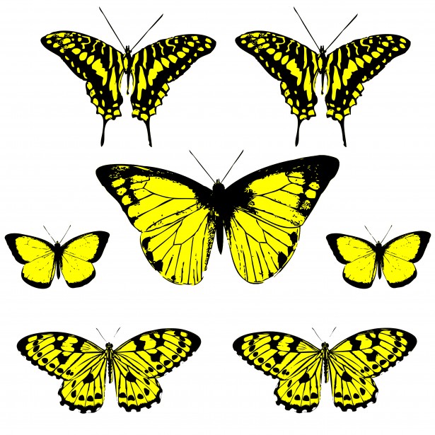 Yellow and black butterfly clipart