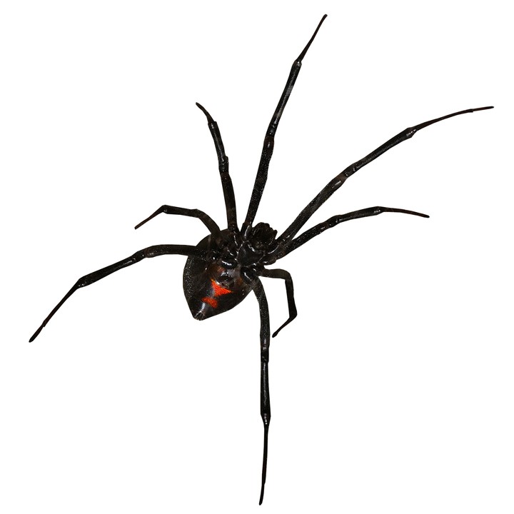 Black Widow Spider Art