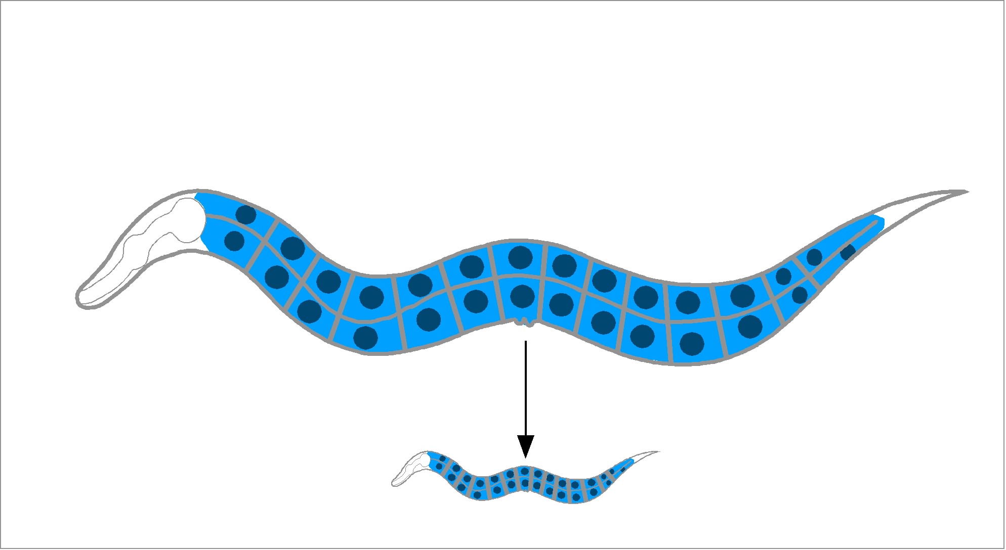 Animal Cell Model Diagram Project Parts Structure Labeled Coloring ...