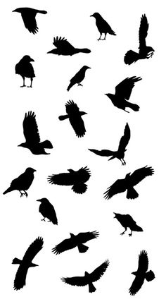 Birds, Bird tattoos and Search