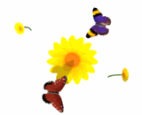 30 FREE Beautiful Animated Butterfly Graphics