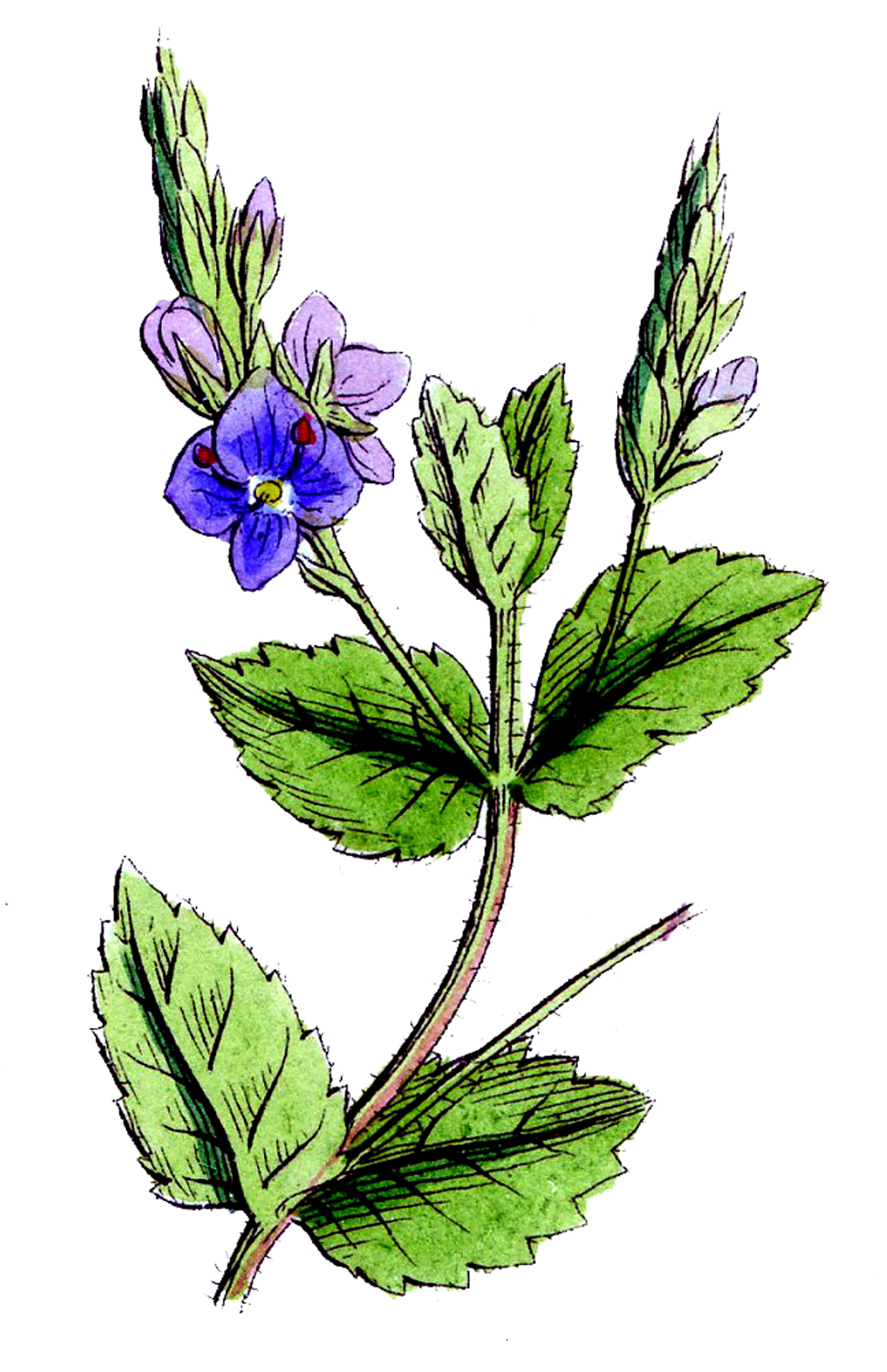 Botanicals Archives - Page 3 of 7 - The Graphics Fairy