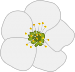 Free to Use & Public Domain Flowers Clip Art