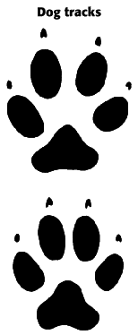 Coyote Paw Prints