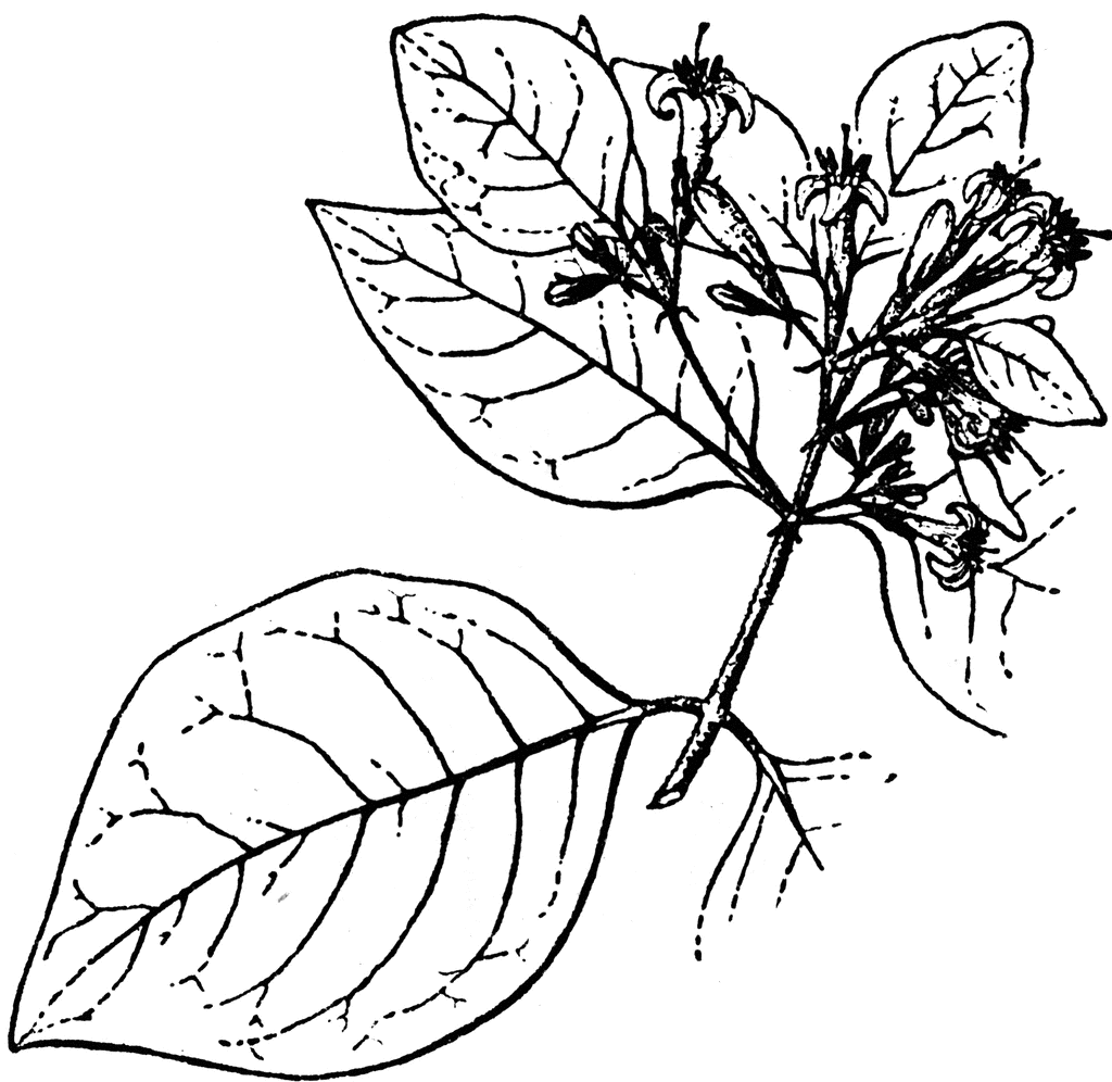 Flowers Clipart Etc