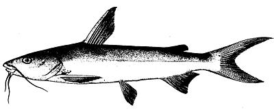 image78.jpg