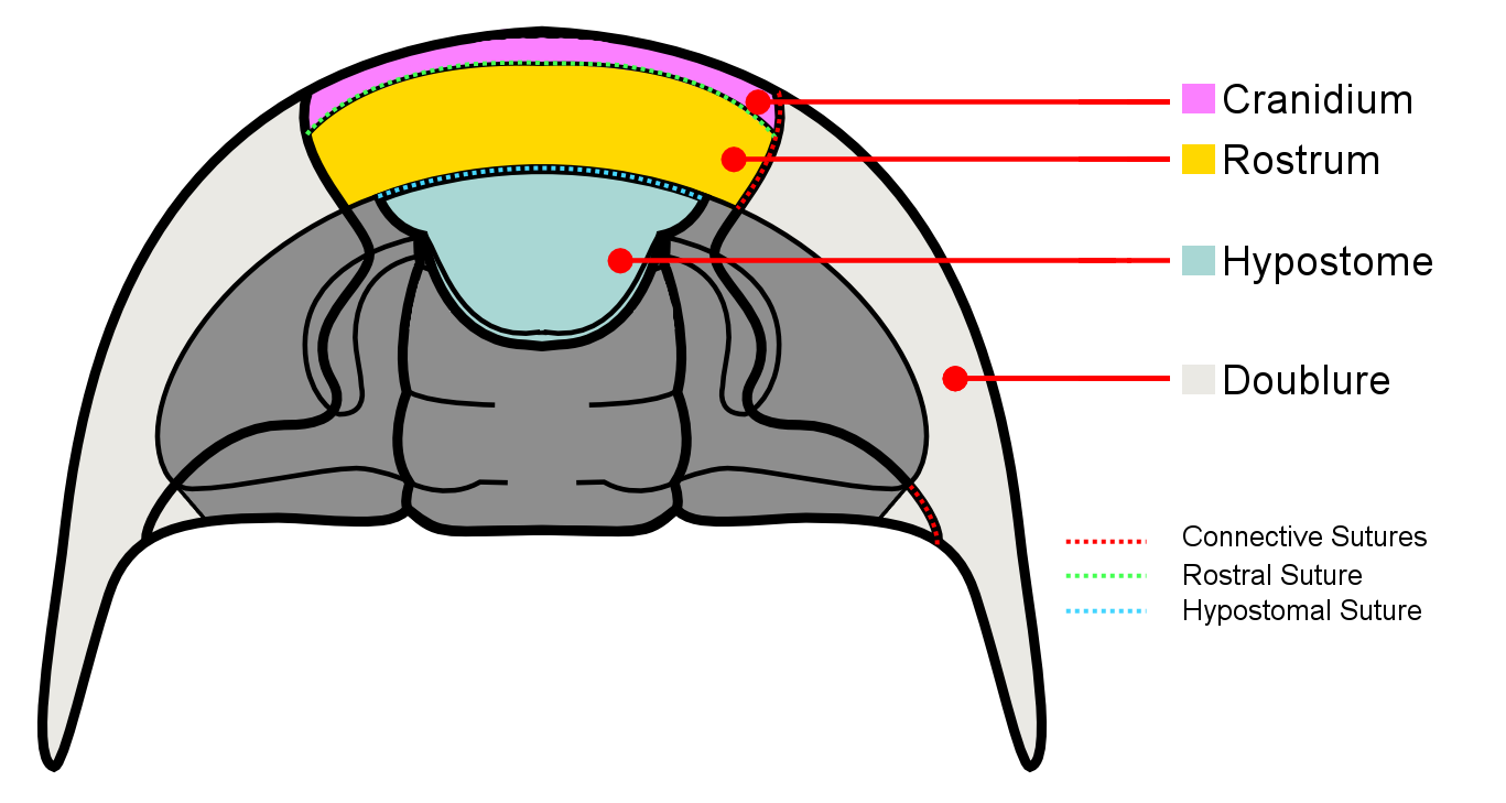 Trilobite