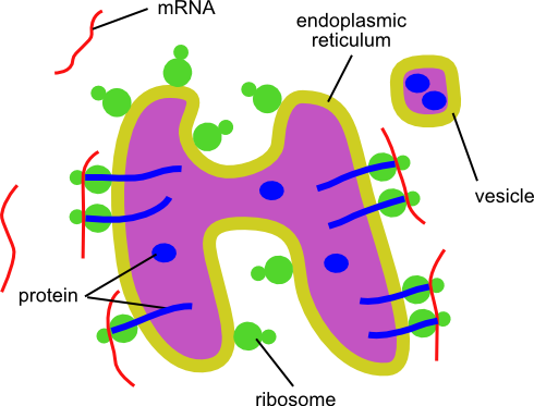 Endoplasmic Reticulum