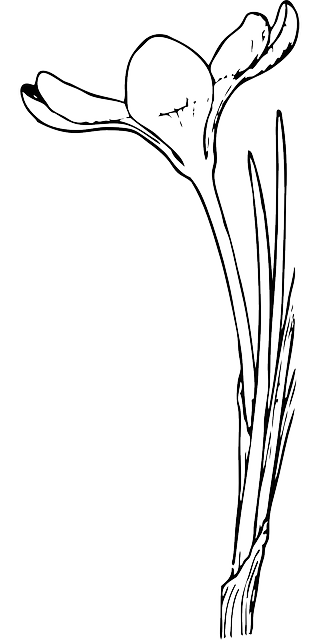 OUTLINE, OPEN, FLOWER, FLOWERS, PLANT, GARDEN, CROCUS - Public ...