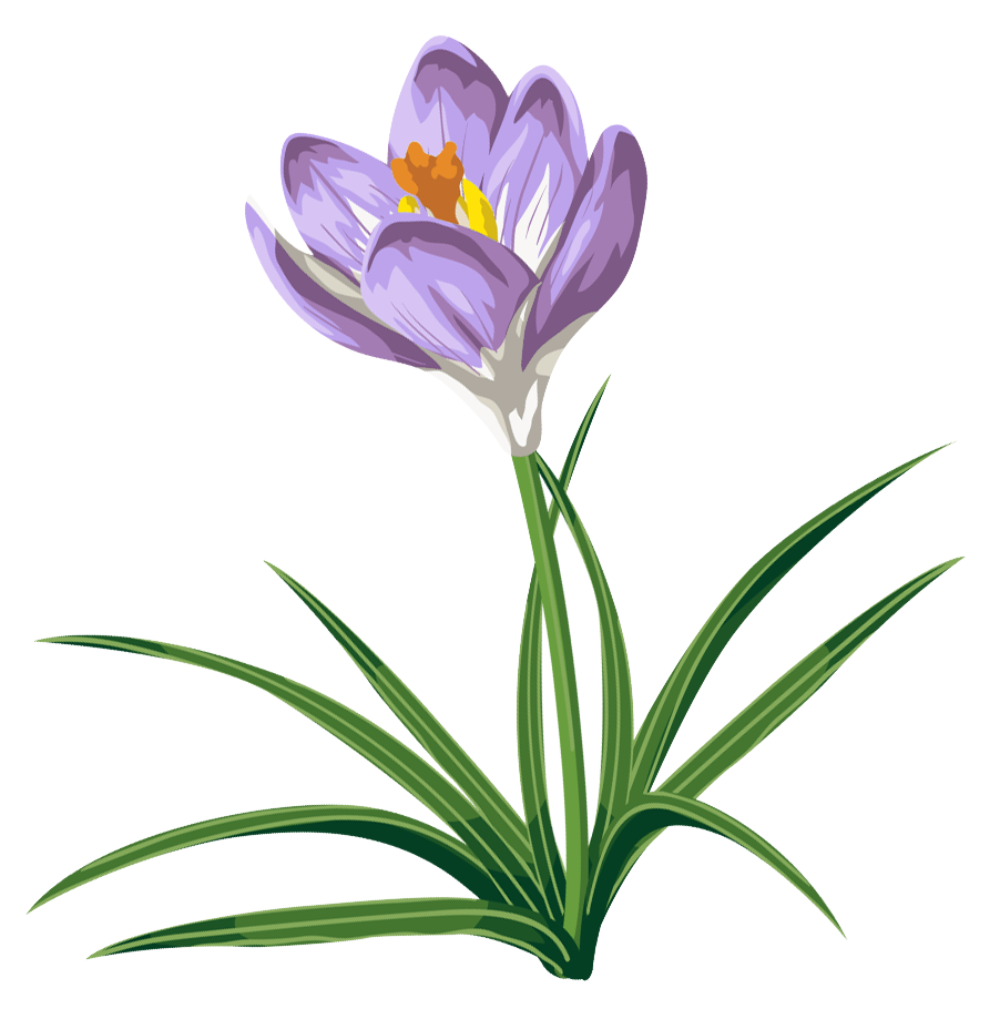 Crocus Clipart | Free Download Clip Art | Free Clip Art | on ...