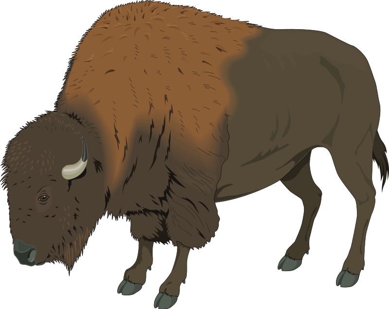 Bison Clipart