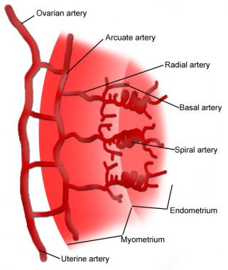 Uterus Anatomy: Overview, Gross Anatomy, Natural Variants