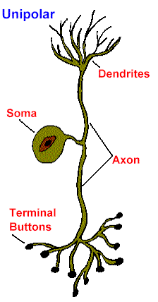 CH 11 Types of Neurons